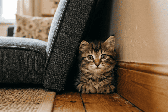 SOS Nouveau Chat : les premiers jours &agrave; la maison (et comment poser les bases d&rsquo;une relation sereine)