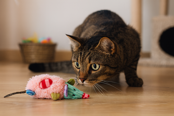 Jeux pour chat d&rsquo;int&eacute;rieur&nbsp;: comment stimuler son instinct