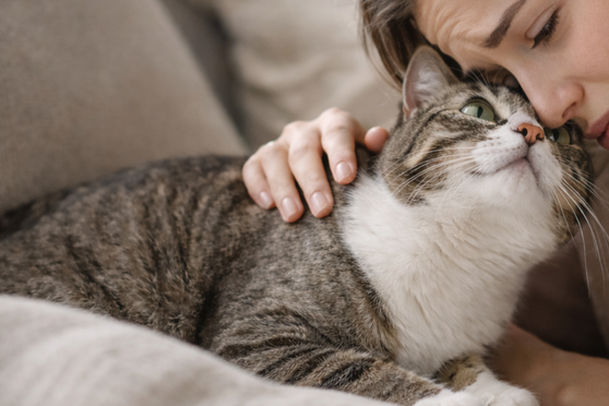 Voelt mijn dier mijn emoties? Wat de wetenschap zegt over de emotionele band tussen mens en dier