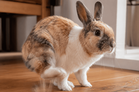 Why does my rabbit do that? Understanding the behaviours that confuse owners the most